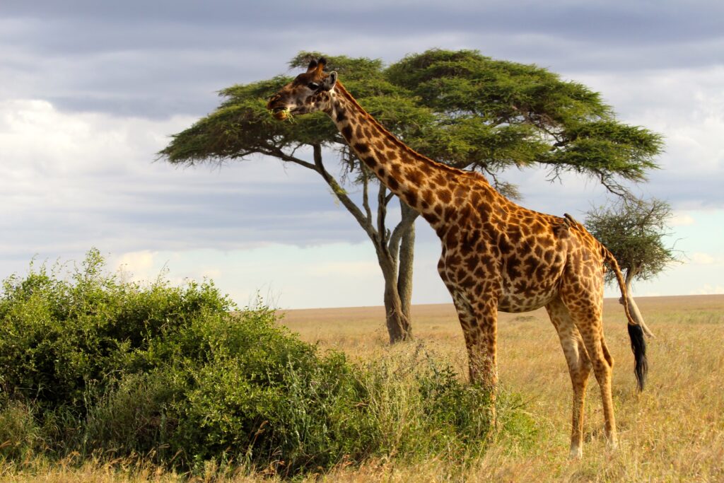 Serengeti